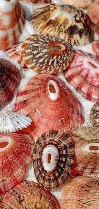 This live phone wallpaper features a pile of beautifully detailed shells on top of a table, in a stunning macro photograph