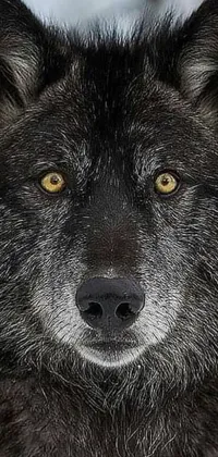 Featuring a realistic close-up of a black wolf staring intently at the camera, this live phone wallpaper captures the essence of this wild and majestic creature in magnificent detail