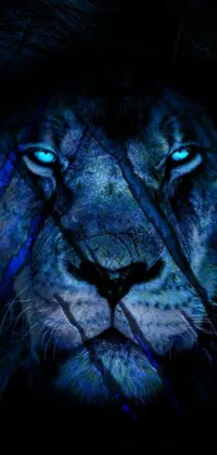 This phone live wallpaper features a captivating close-up of a lion's face with stunning blue eyes