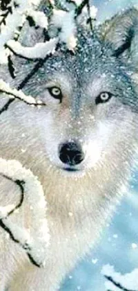 Experience the captivating beauty of nature with this stunning phone live wallpaper! Featuring a detailed close-up of a majestic wolf standing proudly in the snow, this 240p picture brings a powerful and commanding presence to your device