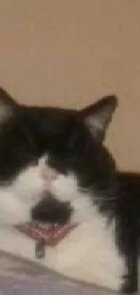 This live wallpaper features a black and white cat resting on a bed