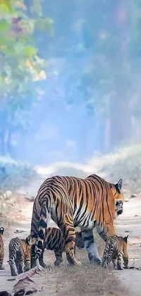 Get captivated by the stunning live phone wallpaper featuring majestic tigers walking on a dirt road amidst a misty morning