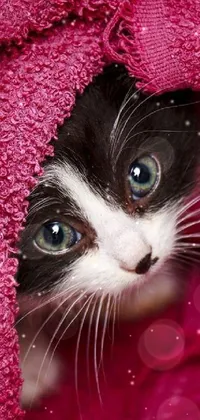 Get a delightful live phone background with a charming black and white kitten
