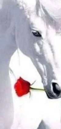 Introducing a stunning live phone wallpaper featuring a majestic white horse adorned with a beautiful rose in its mouth
