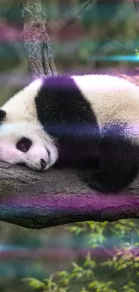 Panda Botany Purple Live Wallpaper