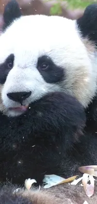 Panda Carnivore Organism Live Wallpaper