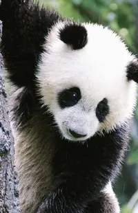 Panda Carnivore Organism Live Wallpaper