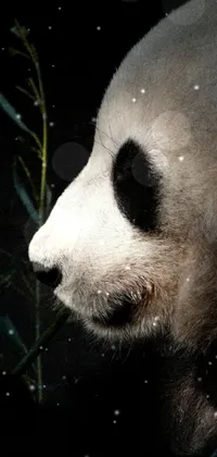 This phone wallpaper features a stunning close-up of a panda bear in a dark background