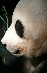 Panda Carnivore Plant Live Wallpaper
