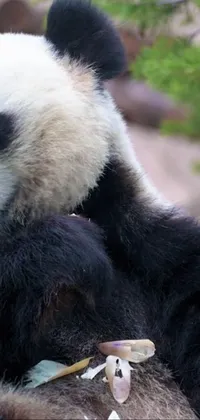Panda Carnivore Terrestrial Animal Live Wallpaper