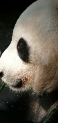 Panda Live Wallpaper - free download