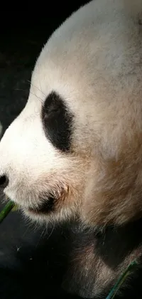This phone live wallpaper features a close-up of a panda bear enjoying its meal of fresh green plant leaves