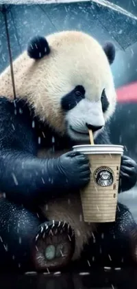 Panda Carnivore Terrestrial Animal Live Wallpaper
