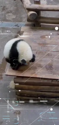 Panda Carnivore Wood Live Wallpaper