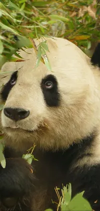 Panda Eye Carnivore Live Wallpaper