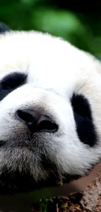 Get mesmerized by this stunning phone live wallpaper featuring a sleepy panda bear resting peacefully in a tree