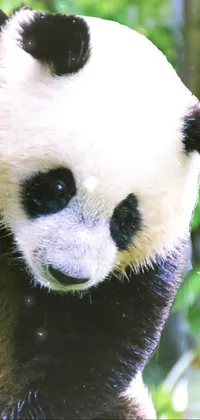 Panda Eye Vertebrate Live Wallpaper