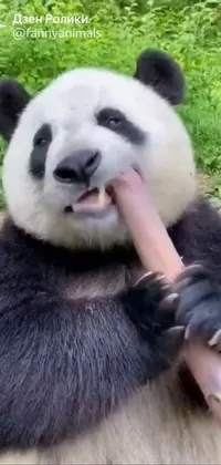Panda Green Carnivore Live Wallpaper