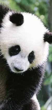 Panda Natural Environment Carnivore Live Wallpaper