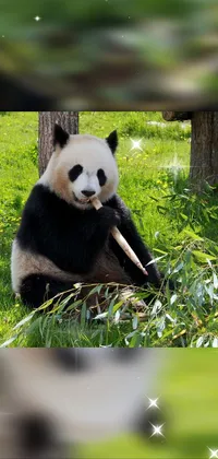 Panda Natural Environment Plant Live Wallpaper