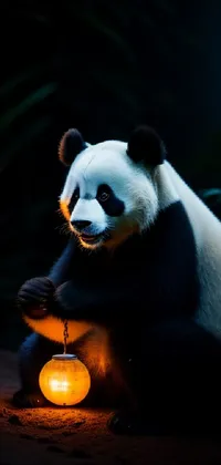 Panda Nature Carnivore Live Wallpaper