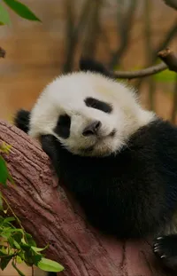 Panda Organism Carnivore Live Wallpaper