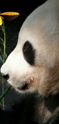 Panda Organism Carnivore Live Wallpaper