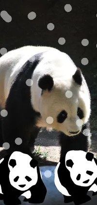 Panda Photograph Vertebrate Live Wallpaper