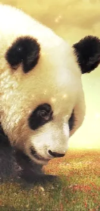 Cute panda Live Wallpaper