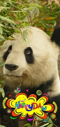 Panda Plant Carnivore Live Wallpaper