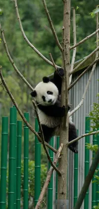 Panda Plant Carnivore Live Wallpaper