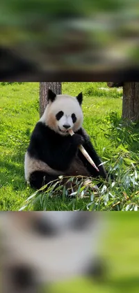 Panda Plant Ecoregion Live Wallpaper