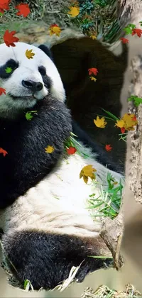 Panda Bear Live Wallpaper