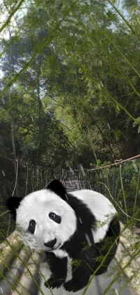 Panda Plant Tree Live Wallpaper