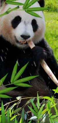 Panda Plant Vertebrate Live Wallpaper