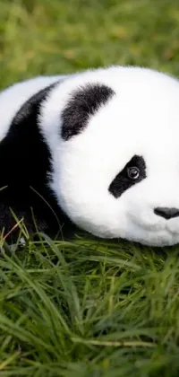 Panda Vertebrate Natural Environment Live Wallpaper