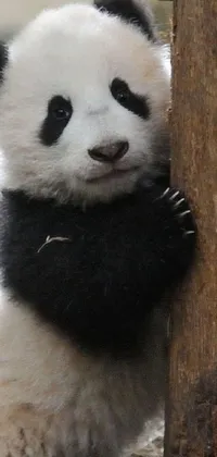Panda Vertebrate Organism Live Wallpaper