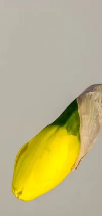Parrot Beak Liquid Live Wallpaper