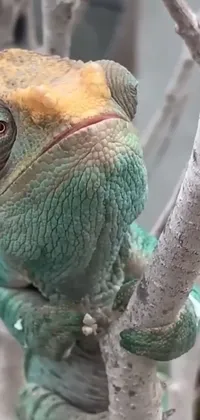 Parrot Organism Beak Live Wallpaper