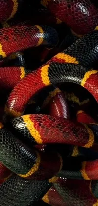 This phone live wallpaper features a close-up of a bold and colorful snake with red, yellow, and black accents
