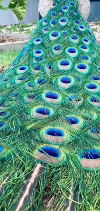 Peafowl Bird Botany Live Wallpaper