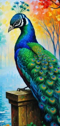 Peafowl Bird Phasianidae Live Wallpaper