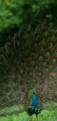 Peafowl Bird Phasianidae Live Wallpaper