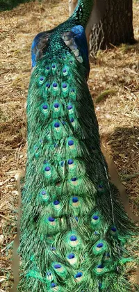 Peafowl Green Phasianidae Live Wallpaper