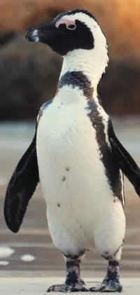 Penguin Bird Photograph Live Wallpaper