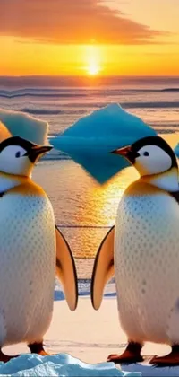 Penguin Bird Sky Live Wallpaper
