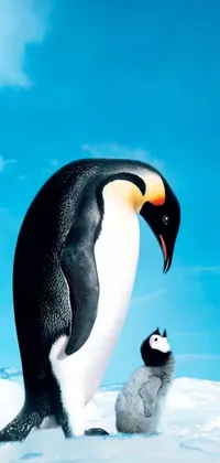 Penguin Bird Snow Live Wallpaper