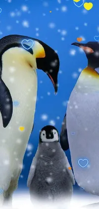 Penguin Bird Vertebrate Live Wallpaper