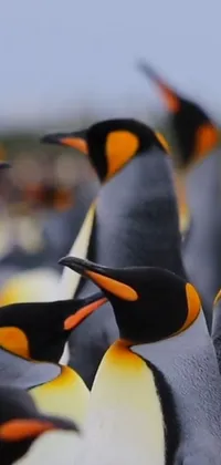 Penguin King Penguin Bird Live Wallpaper