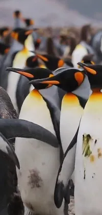 Penguin King Penguin Emperor Penguin Live Wallpaper